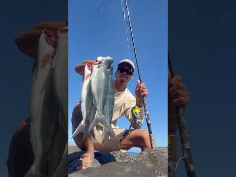 Kangaroo Island Salmon School #fishing #fish #salmon #australiansalmon #kangarooisland