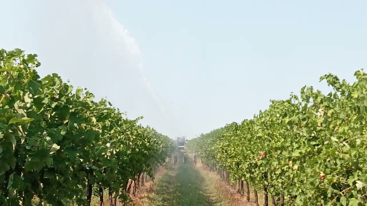 Irrigazione vigneto con rotolone soprachioma 22 lug 2022