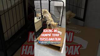 PERUBAHAN ANAK KUCING INI BIKIN TERHARU#shorts #cat #kucing