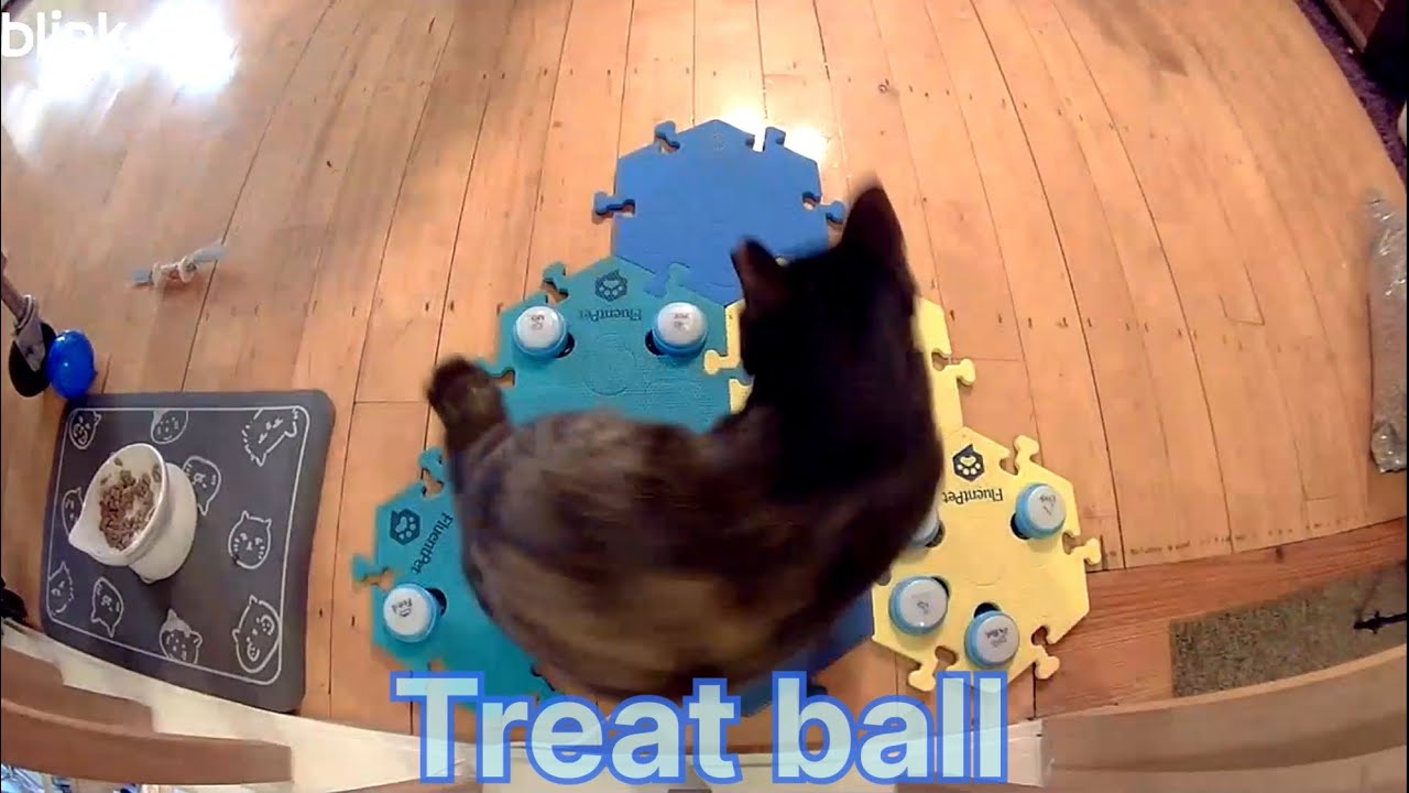 Emma Presses Buttons with New Pet Sitter