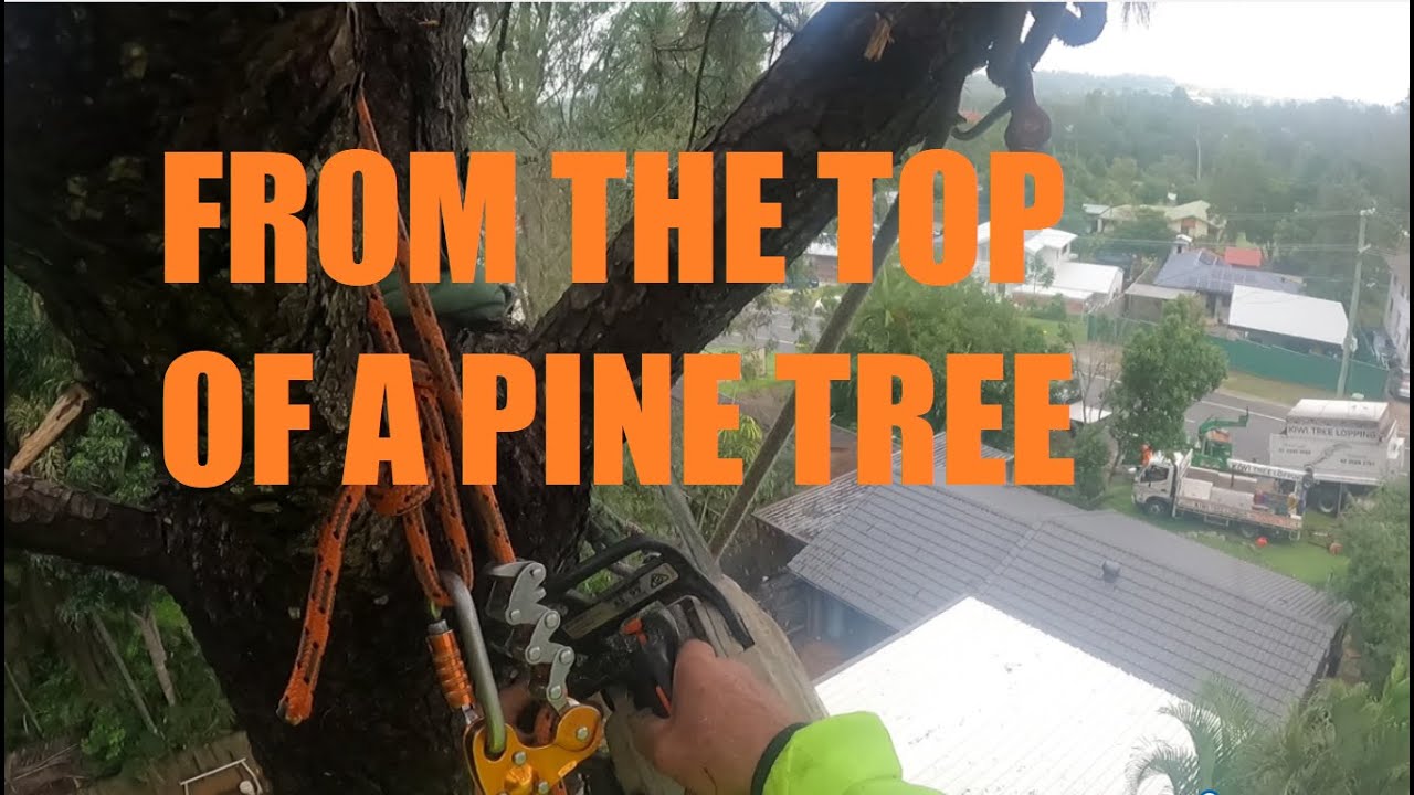 Kiwi Tree Lopping removes a large pine tree in Cornubia, Brisbane.