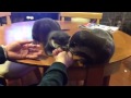 カワウソ劇場 にんじんパリバリ