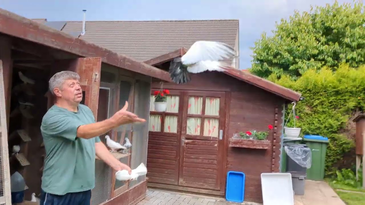 Впервые снимаю у Валеры. 09.06.2025 #голуби #tauben #pigeons