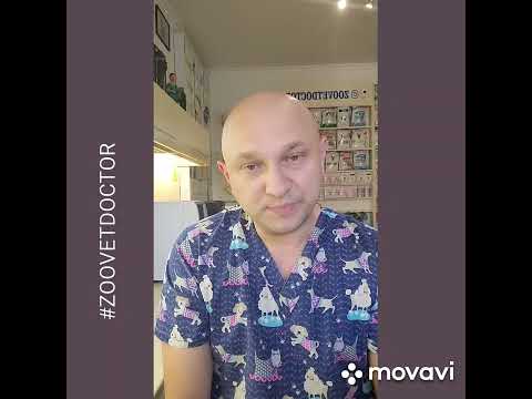 Кошки и собаки вовремя операции спят с открытыми глазами #ушаковдмитрий