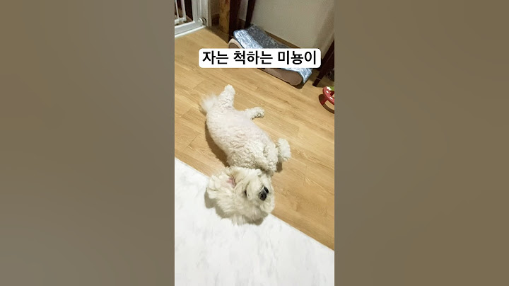 머리 빗기 싫어서 자는 척하는 미뇽이 #비숑 #천재견 #shorts