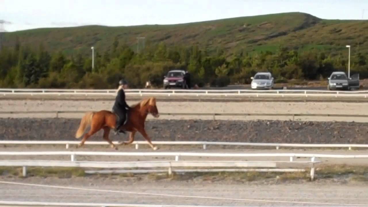 Sörli 26.08.2011 - www.isibless.de