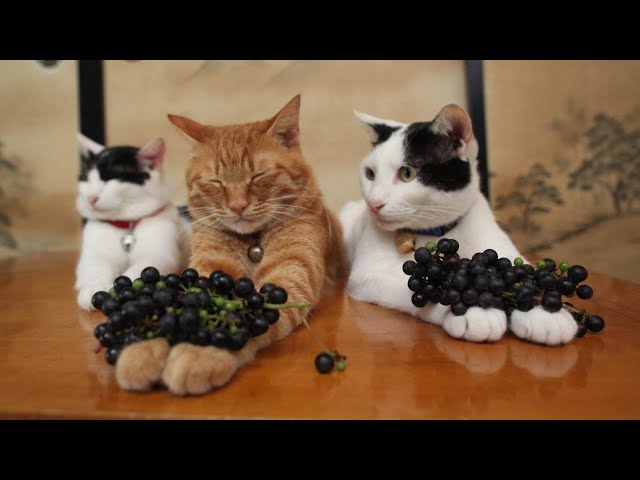 sddefault.jpg?v=68bb57f5