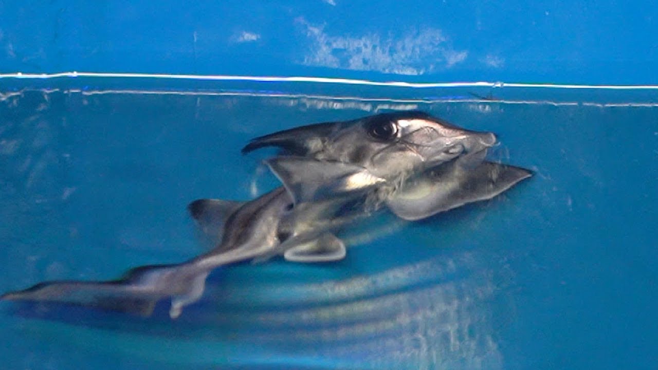 ゾウギンザメ 国内初誕生 長い鼻の 生きた化石 Youtube