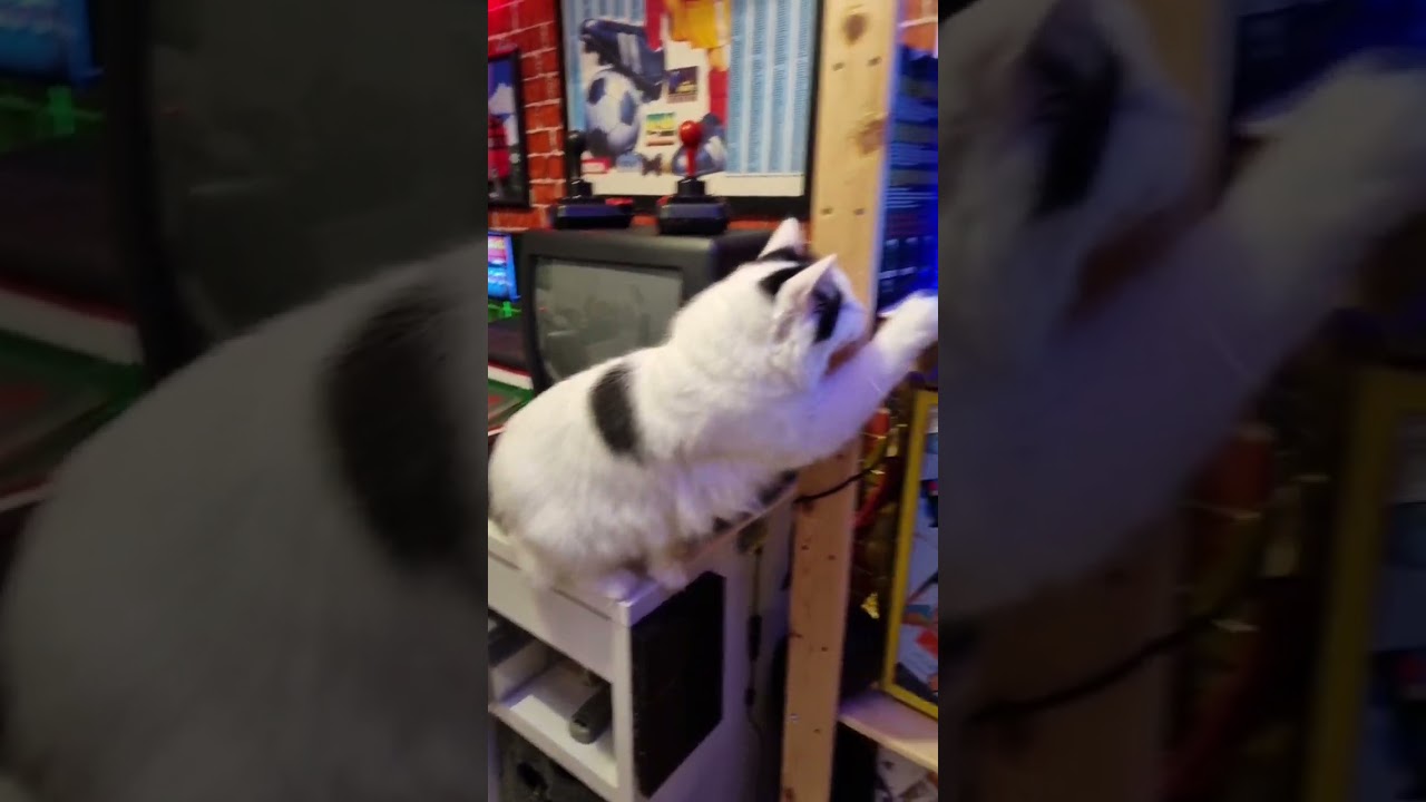 Turkish Van Cat Watching Batman Velvue Demo On Pimiga 3.0 Lol