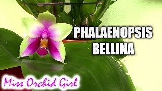 Phalaenopsis bellina - Exquisite orchid from bloom to fragrance