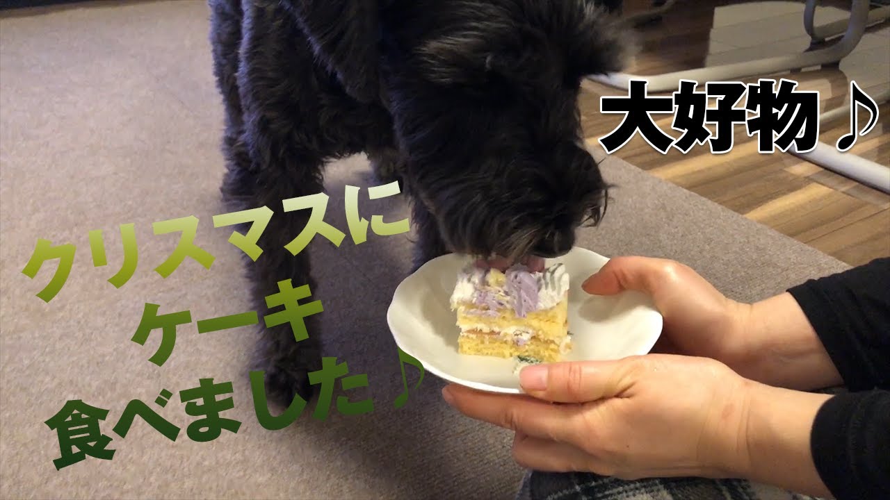 クリスマスにケーキをひたすら食べる犬の動画 Dog Eating Christmas Cake Youtube