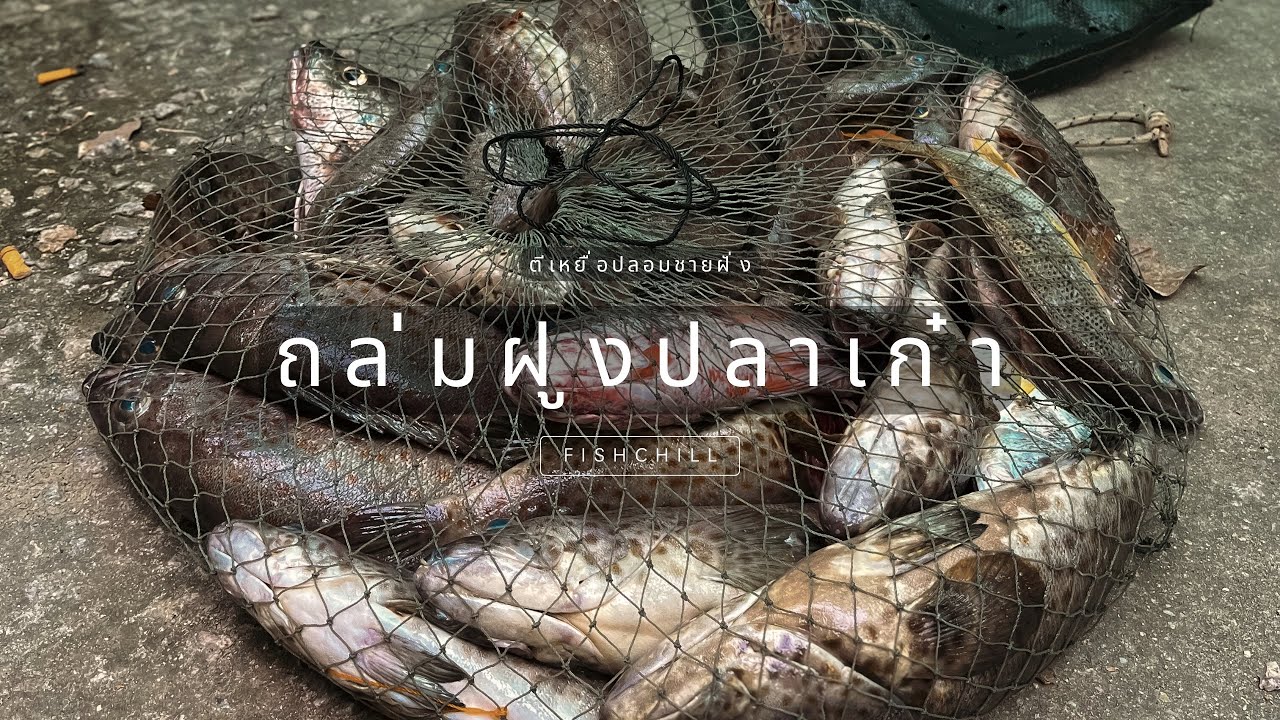 ถล่มฝูงปลาเก๋าชายฝั่งสงขลา | FishChill