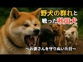 襲いかかる野犬…おばあさんの前に立った秋田犬（ロングver.）