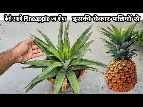 वीडियो: मौसम की तैयारी के लिए कितने बीज और रोपे