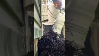 Do Gutter Guards Work?