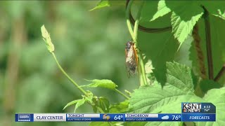 Cicadas summer song coming to an end soon