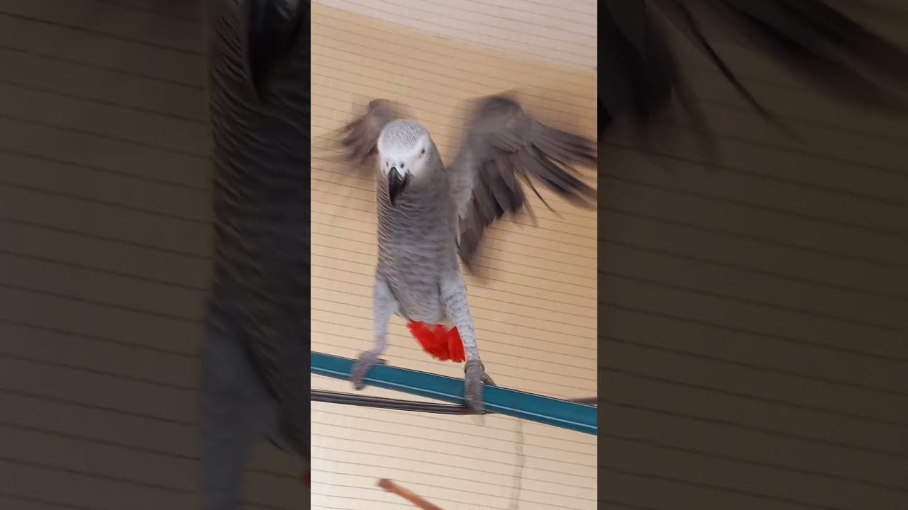 African Grey parrot - Love bird - Pet love - Beauty full parrot - Home pet - Shoot 0uwu72882i