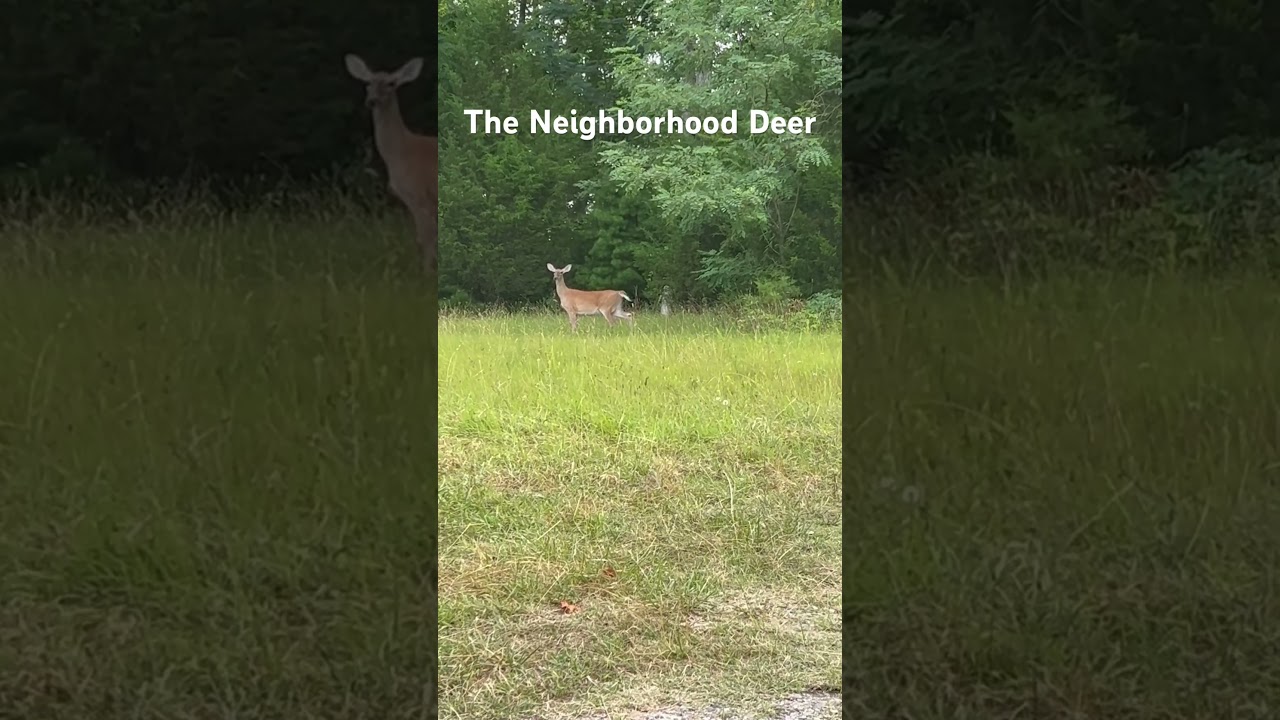 The Neighborhood Deer