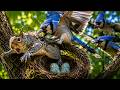 From Egg to Sky: The Incredible Blue Jay Survival Story