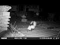 Fat Cat Scares Skunk Friend! 🦨😸Pennsylvania Trail Cam!