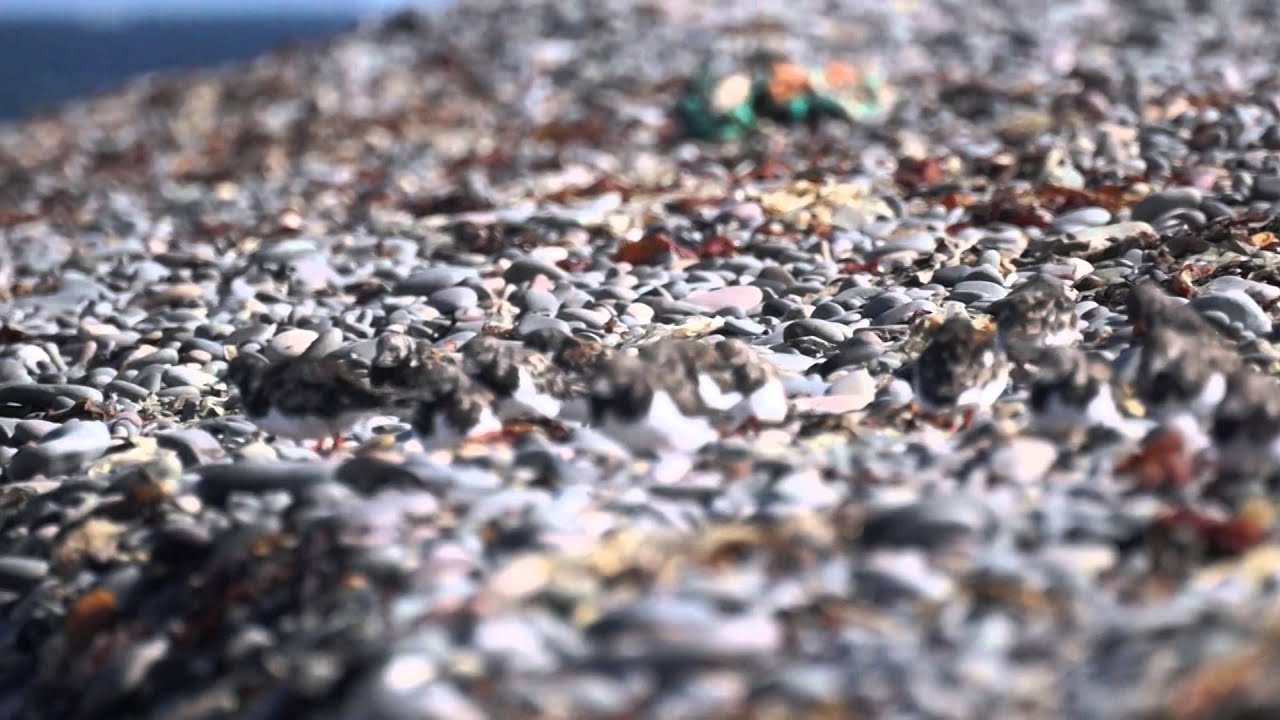 Turnstone's at the Isle of Man's Point of Ayre