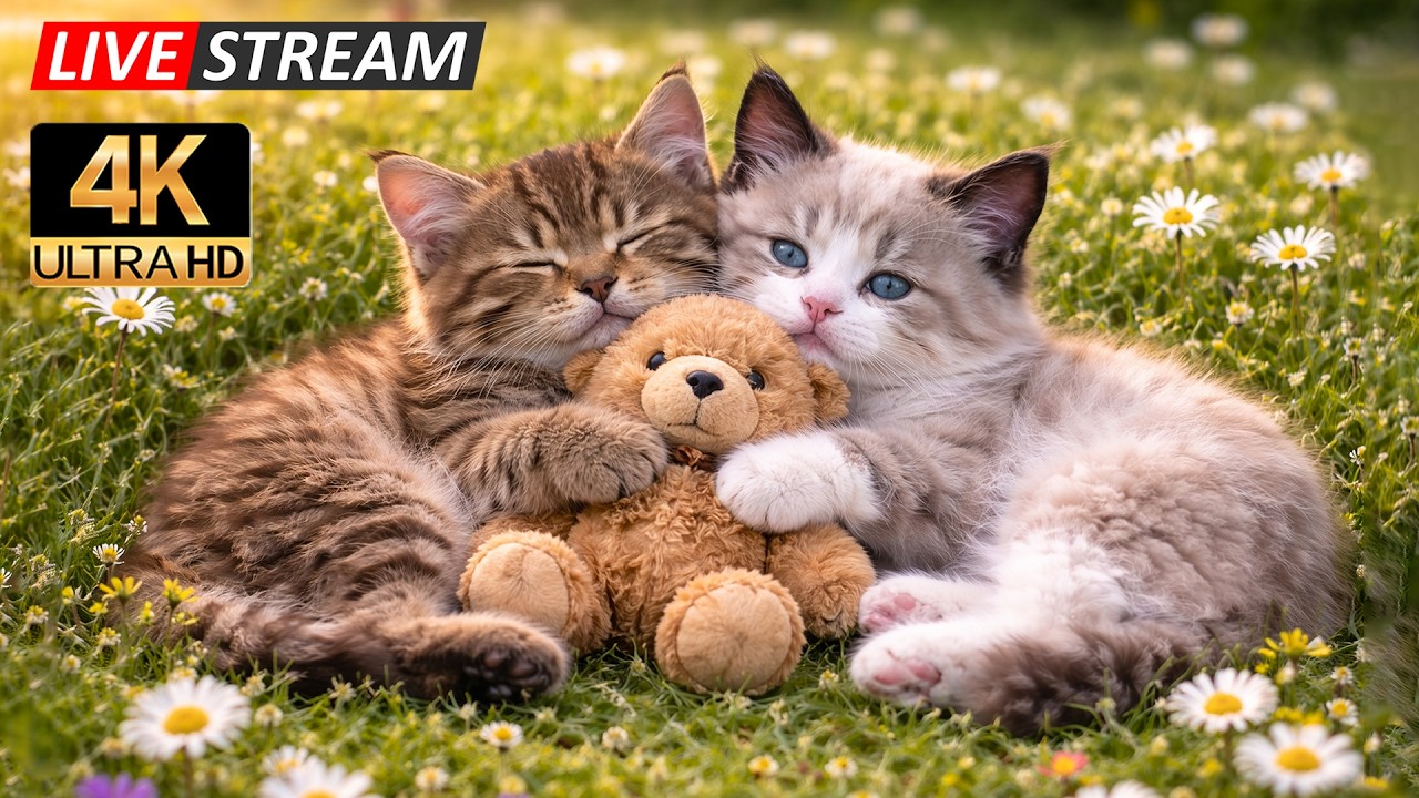 Healing Cat TV Sleep: Relaxing Music for Cats 🌿 Anti-Anxiety Sleep Sounds for Long Restful Nights 😻