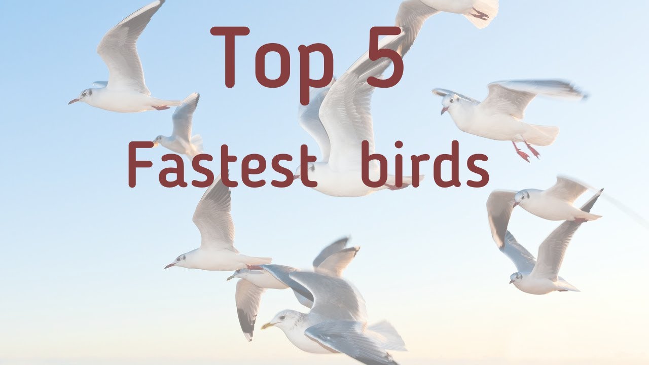 Top 5 Fastest birds in the world - YouTube