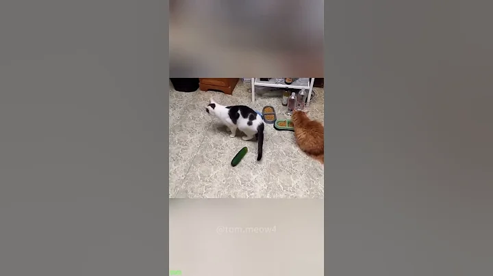 Watch the video about Cat Funny Videos 😻 Cat Fails 🙀 # Ep 5461