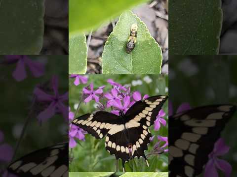 Strange looking pupa of the Beautiful Giant Swallowtail at different stages of development