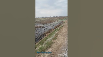 cần bán DT 2 mẫu 6 đất thuộc huyện Mộc Hóa tỉnh Long An lh em 0816556639