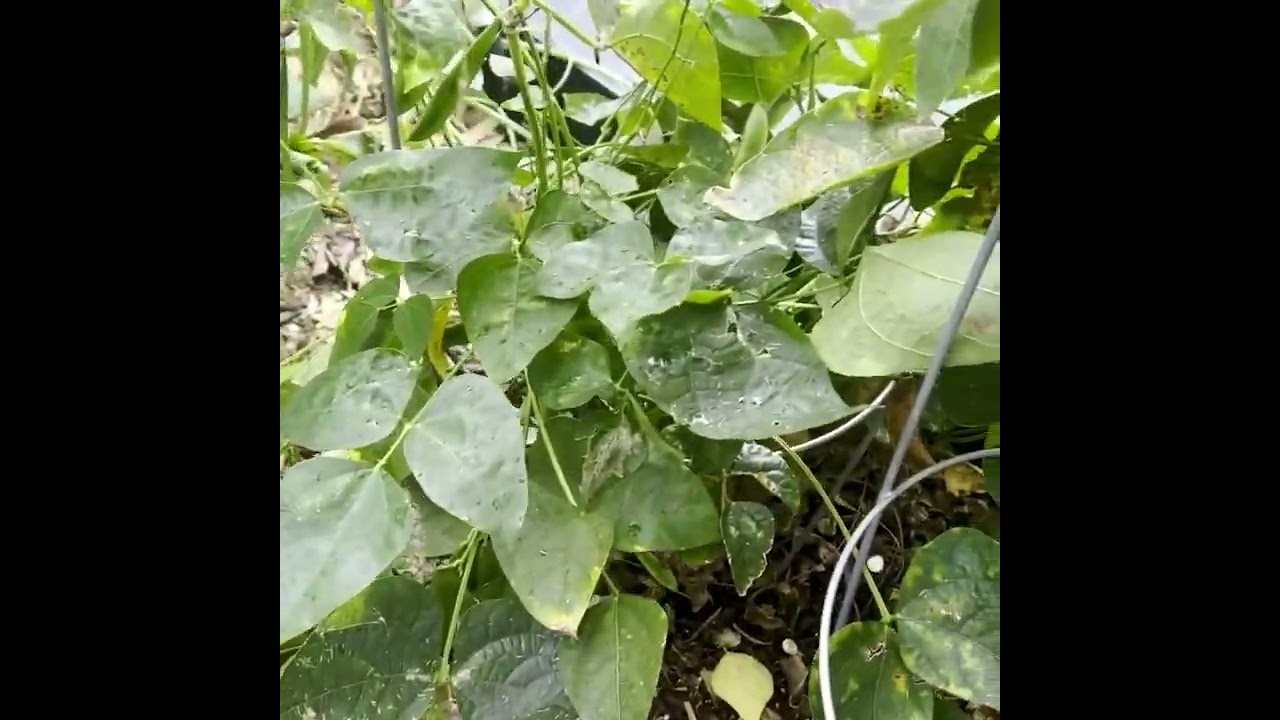 LET’S HARVEST SOME LIMA BEANS. 🫛