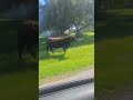 #cowlife #browncow #cowvideos #cow #youtubeshorts #fyp