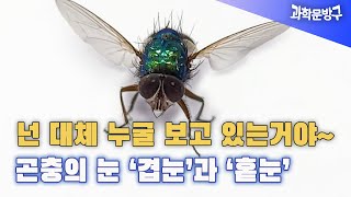 Who the hell are you looking at~ Insect eyes 'compound eyes' and 'single eyes' #insect eyes #eye ...