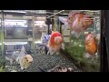 ペットエコの金魚　中国産オランダショートテール