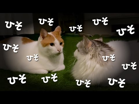 真夜中にヤバすぎる猫集会が開かれてました【関西弁でしゃべる猫】