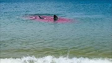 Great White Shark Attack Is WAY TOO CLOSE To The Beach! 🦭🦈