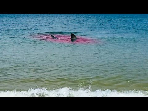 Great White Shark Attack Is WAY TOO CLOSE To The Beach! ??