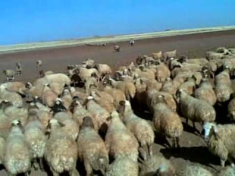 يا عين هجرت النوم
