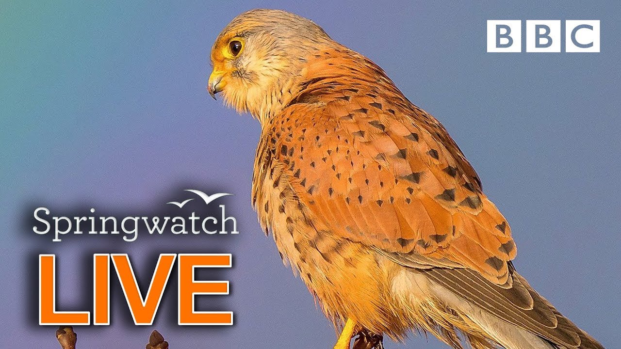 Cute wildlife cams 13 June 🐦🐿🐣 | BBC Springwatch