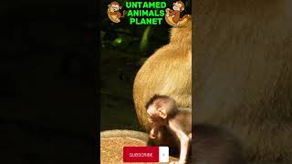 CUTE BABY MONKEY😂🙊 #4k#funny#cute#youtubeshorts#monkey#vlog#best#shortsfeed#monkey#babymonkey#shorts