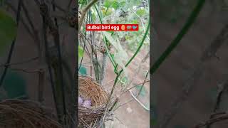 Bulbul bird egg 🥚🪺🐦 #bulbul #bied #nests #eggs #birds eggs