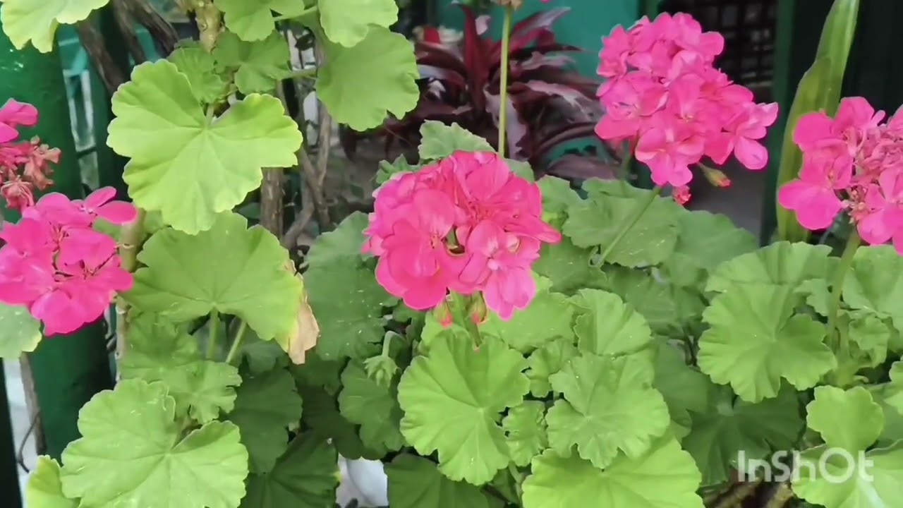 #How to grow healthy Geraniums🌸@Diffirenthuesofnature 