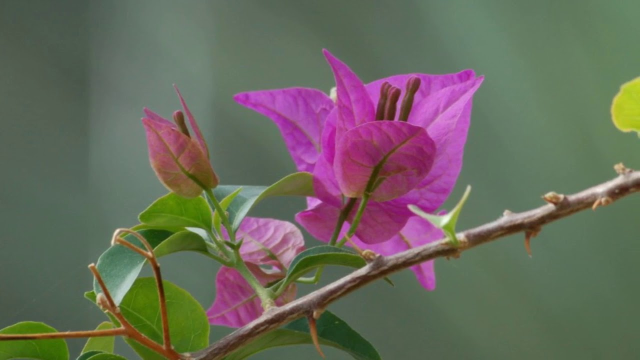 Watch Adam Hurst-Wake Elegy Album~ ***** on YouTube Watch Adam Hurst-Wake Elegy Album~ ***** on YouTube