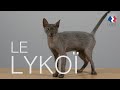 Tutocat  le lyko