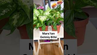 Marstan Gelmiş Bitki.. Imı