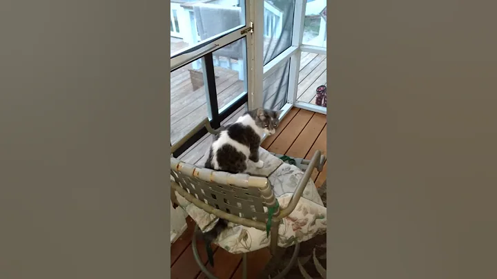funny talking Cat video