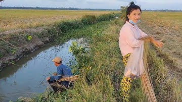 Cắm câu cá lóc Bẫy chuột đường mòn chúng mánh rồi cả nhà ơi