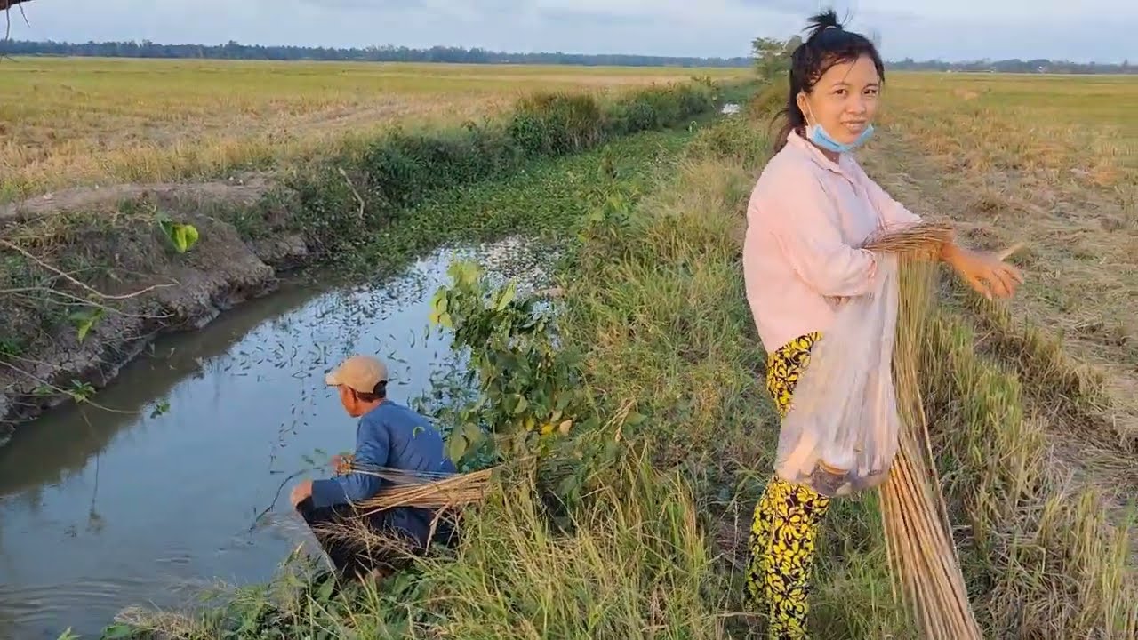 Cắm câu cá lóc Bẫy chuột đường mòn chúng mánh rồi cả nhà ơi