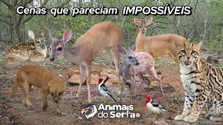 PELA PRIMEIRA VEZ, VEADO-CATINGUEIRO COM FILHOTE