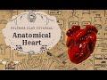 Anatomical Heart- Polymer Clay Tutorial